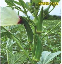 Okra F1 Az 801