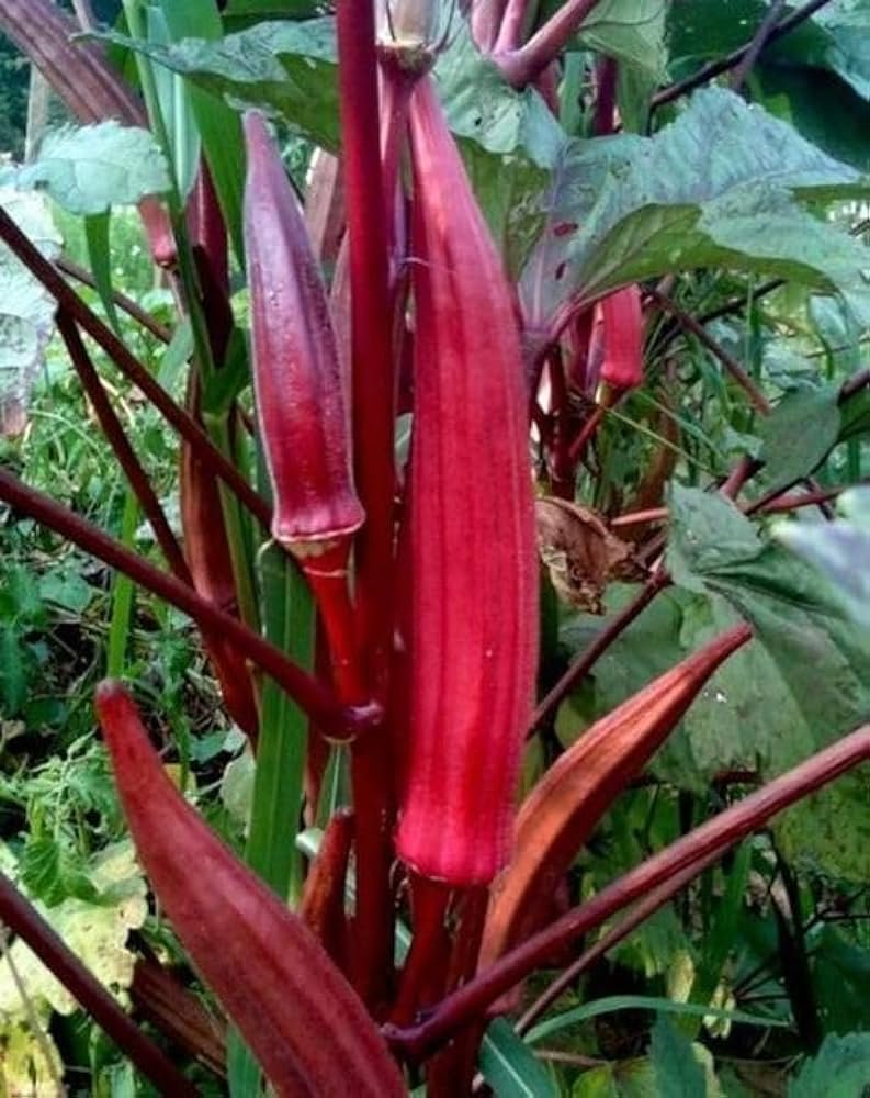 Okra F1 Red Queen