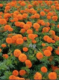 Mari Gold F1 Orange Ball