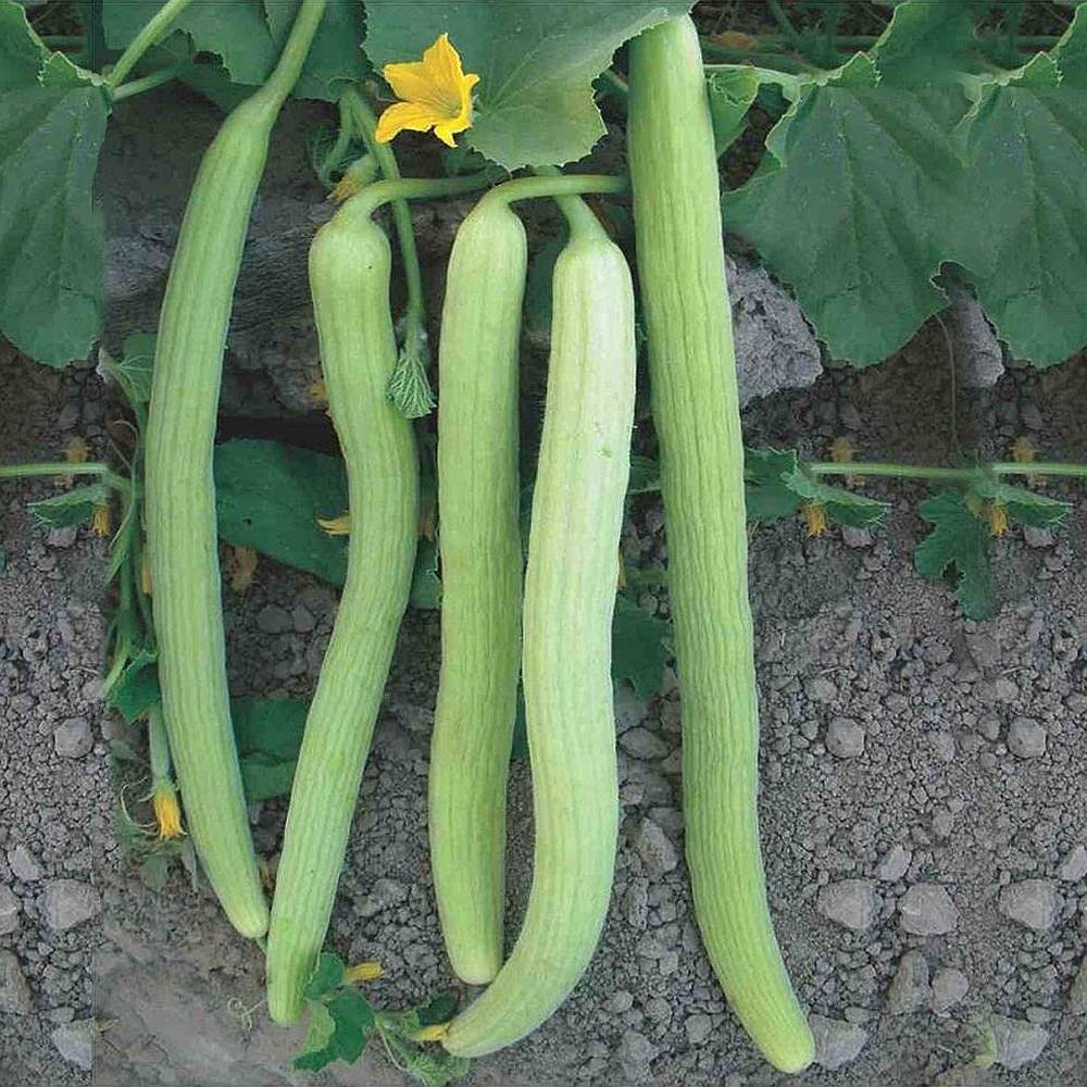 Long melon F1 Anjali