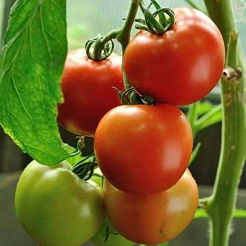 Tomato F1 AZ-5122