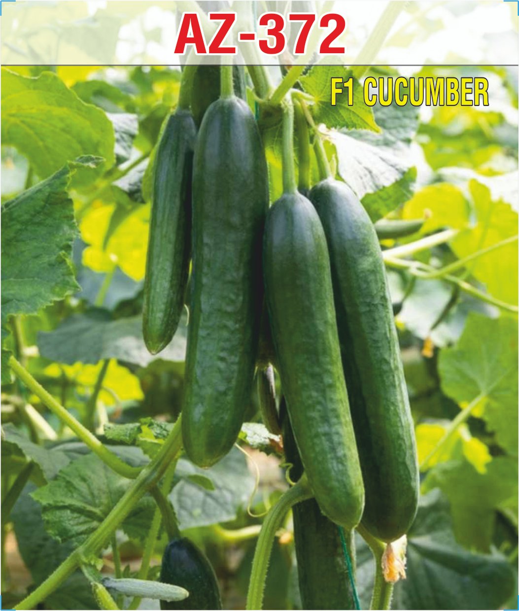 Cucumber F1 AZ-372