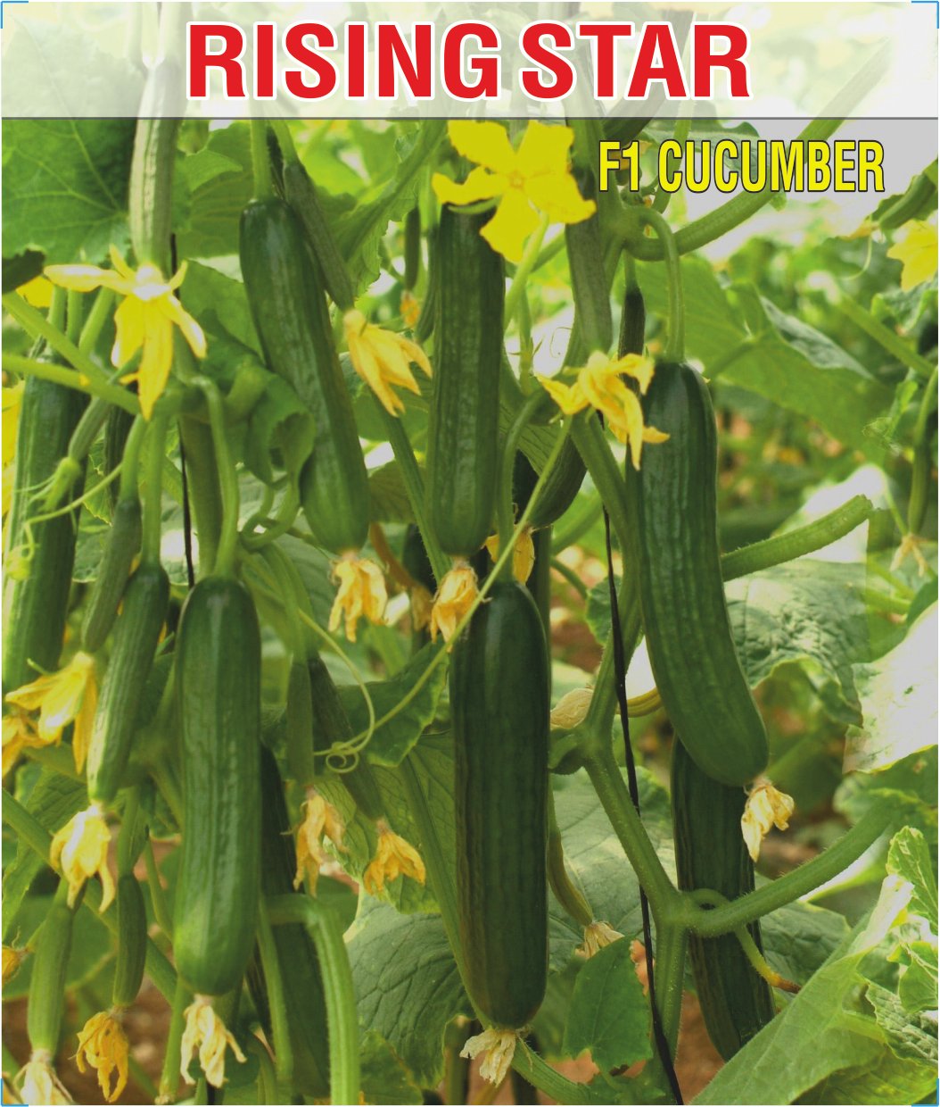 Cucumber F1 Rising Star