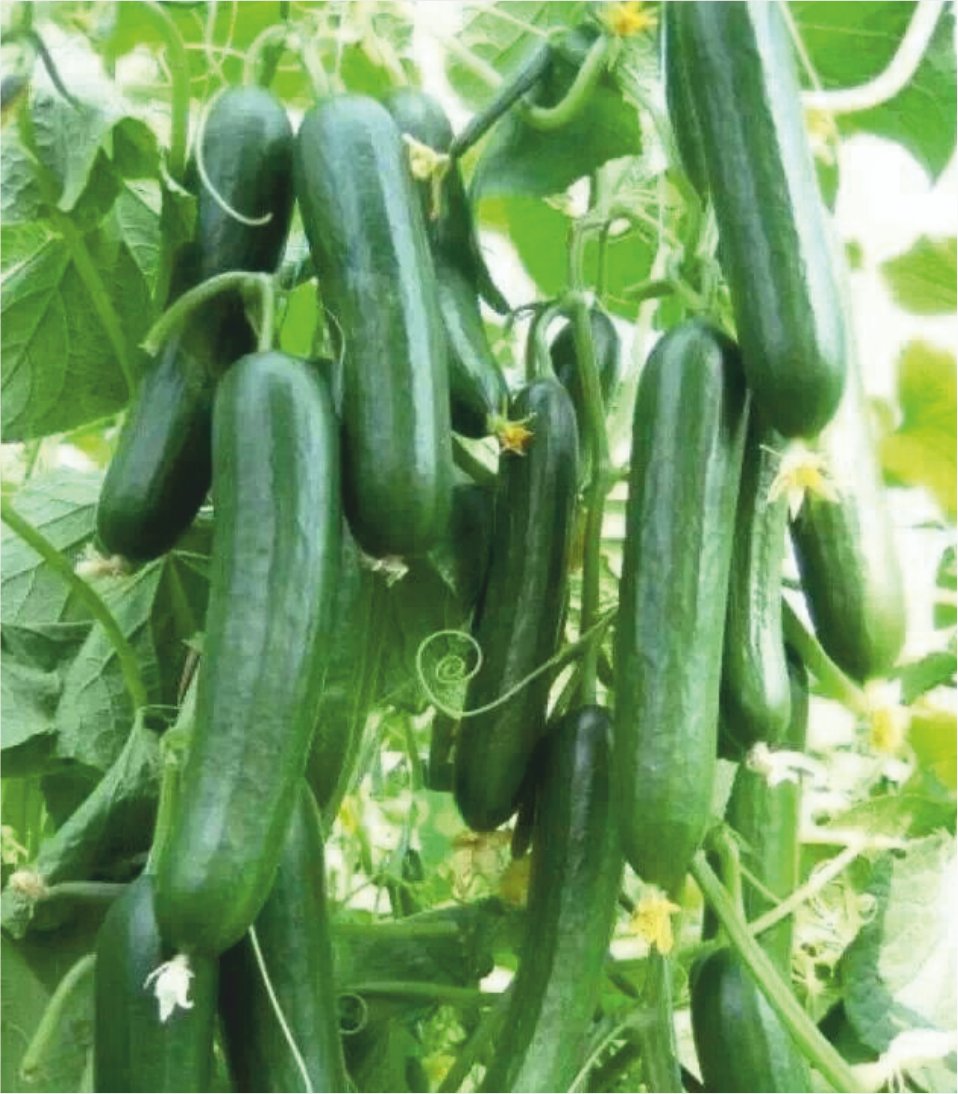 Cucumber F1 Sikander